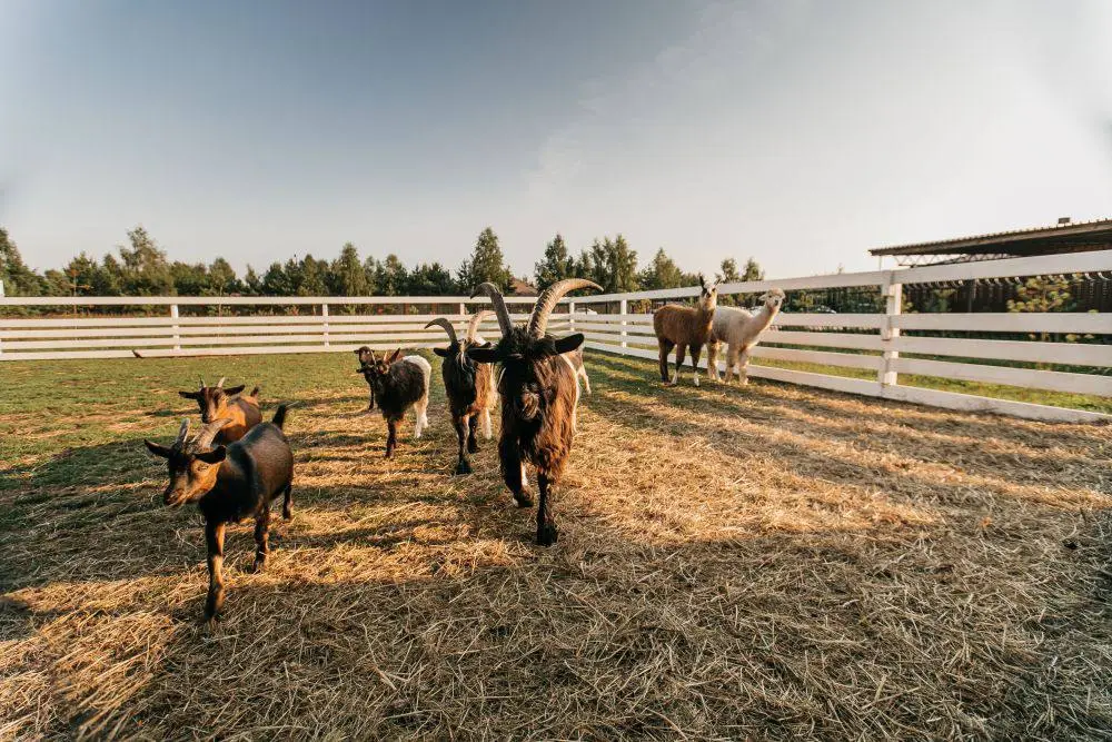 Ферма с сеном и козами